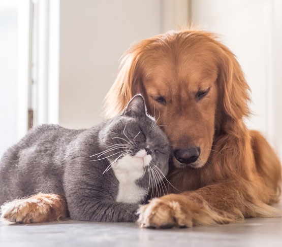 Dogs